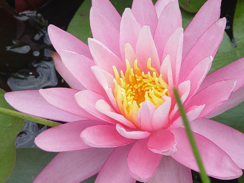 booroowhangary-nov09 038.jpg